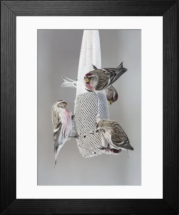 Framed Print : Common Redpoll - at feeder - Maine - USA - February Framed Print : Common Redpoll - at feeder - Maine - USA - February