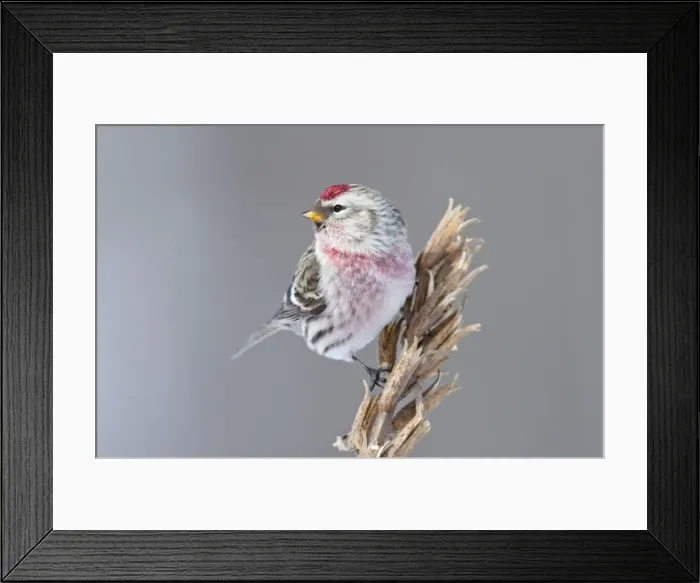 Framed Print : Common Redpoll - Maine - USA - February Framed Print : Common Redpoll - Maine - USA - February