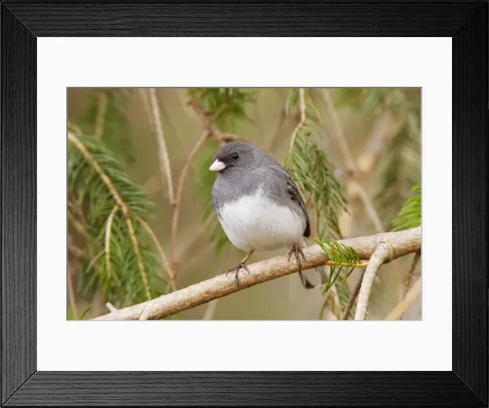 Framed Print : Dark-eyed Junco - Adult male - April - CT - USA Framed Print : Dark-eyed Junco - Adult male - April - CT - USA