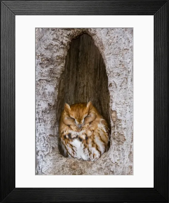 Framed Print : Eastern Screech-Owl - Red morph at winter roost - Connecticut - USA - December Framed Print : Eastern Screech-Owl - Red morph at winter roost - Connecticut - USA - December