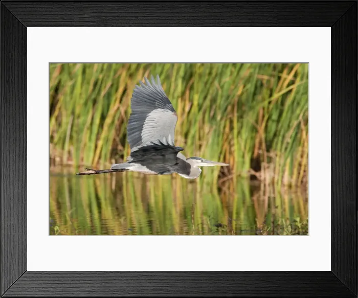 Framed Print : Great Blue Heron - in flight - South Florida - USA - January Framed Print : Great Blue Heron - in flight - South Florida - USA - January