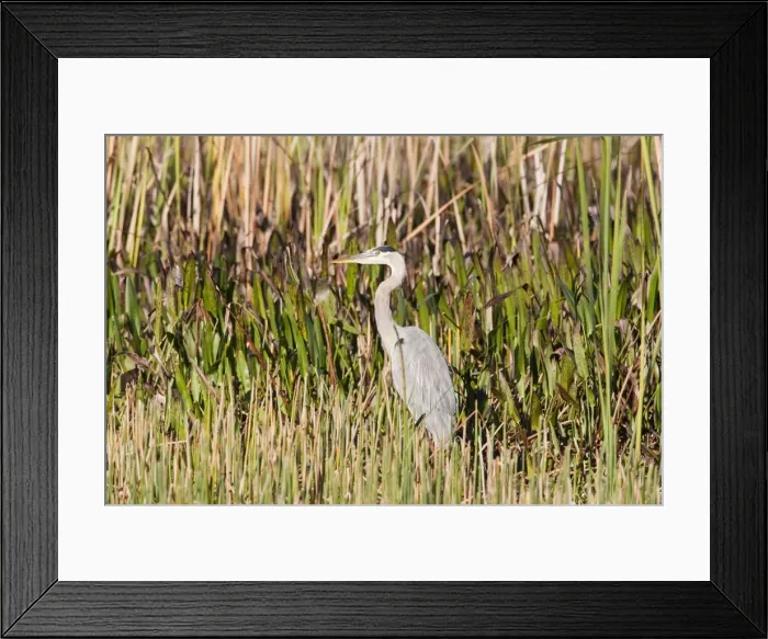 Framed Print : Great Blue Heron - South Florida - USA - January Framed Print : Great Blue Heron - South Florida - USA - January