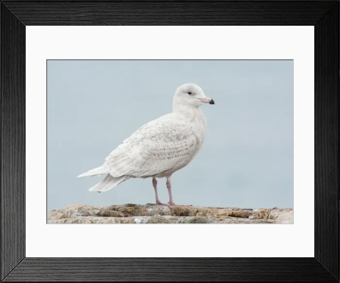 Framed Print : Glaucus gull - Immature bird - Stratford CT - USA - January Framed Print : Glaucus gull - Immature bird - Stratford CT - USA - January