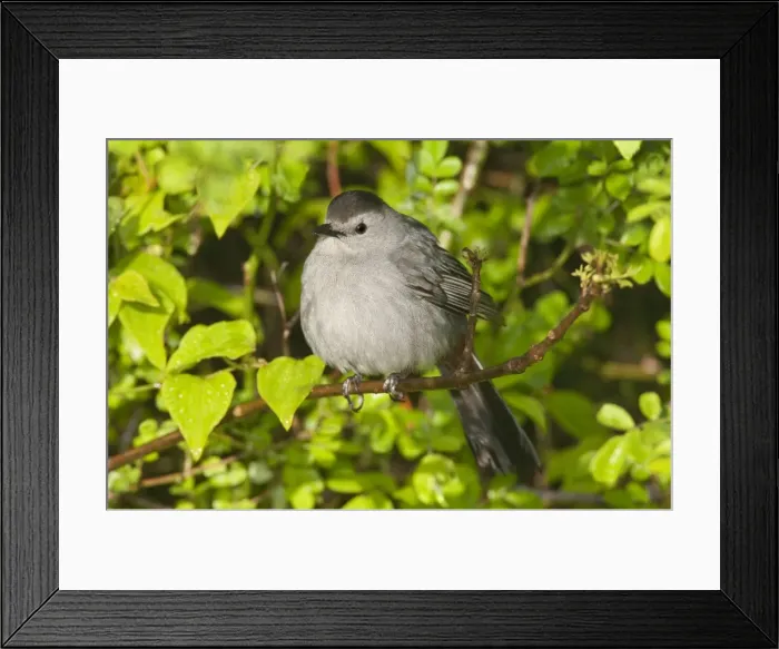 Framed Print : Gray Catbird - May - CT - USA Framed Print : Gray Catbird - May - CT - USA