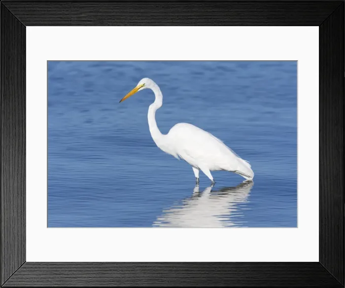 Framed Print : Great Egret - South Central Florida - USA - January Framed Print : Great Egret - South Central Florida - USA - January
