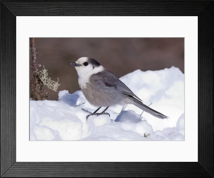 Framed Print : Gray Jay - in snow - Maine - USA - February Framed Print : Gray Jay - in snow - Maine - USA - February