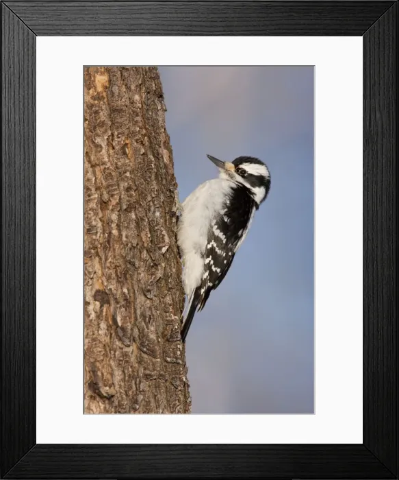 Framed Print : Hairy Woodpecker - female - Maine - USA - February Framed Print : Hairy Woodpecker - female - Maine - USA - February