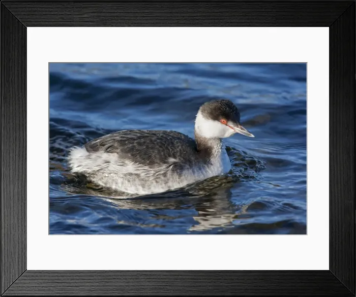 Framed Print : Horned Grebe - Winter plumage. February - RI - USA Framed Print : Horned Grebe - Winter plumage. February - RI - USA