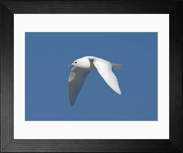 Framed Print : Ivory Gull - adult in flight - Plymouth - MA - USA - January Framed Print : Ivory Gull - adult in flight - Plymouth - MA - USA - January