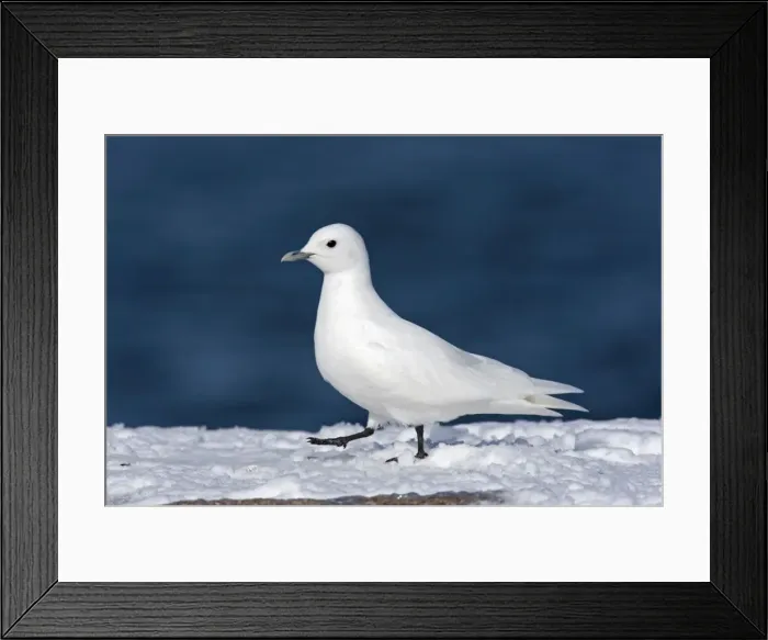 Framed Print : Ivory Gull - adult in snow - Plymouth - MA - USA - January Framed Print : Ivory Gull - adult in snow - Plymouth - MA - USA - January