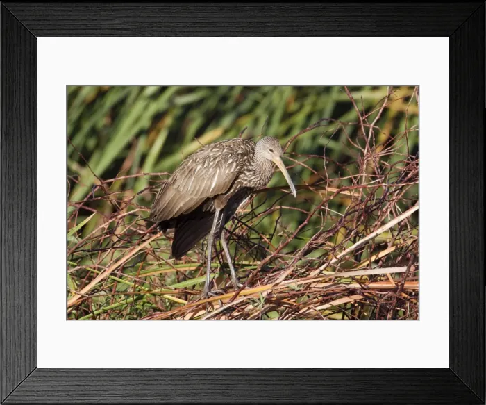 Framed Print : Limpkin - Central Florida - USA - January Framed Print : Limpkin - Central Florida - USA - January