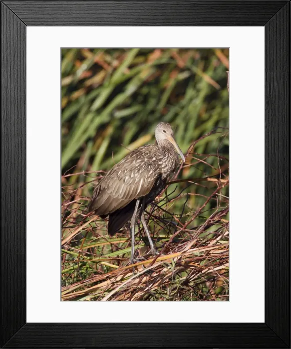 Framed Print : Limpkin - Central Florida - USA - January Framed Print : Limpkin - Central Florida - USA - January