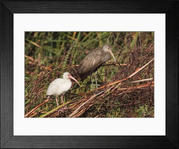 Framed Print : Limpkin and White Ibis - Central Florida - USA - January Framed Print : Limpkin and White Ibis - Central Florida - USA - January
