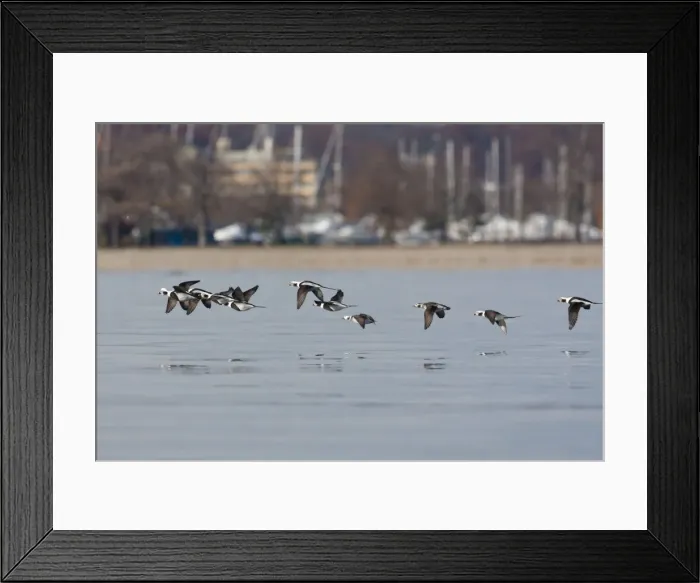 Framed Print : Long-tailed Duck - in flight - Westport CT - USA - Nov Framed Print : Long-tailed Duck - in flight - Westport CT - USA - Nov