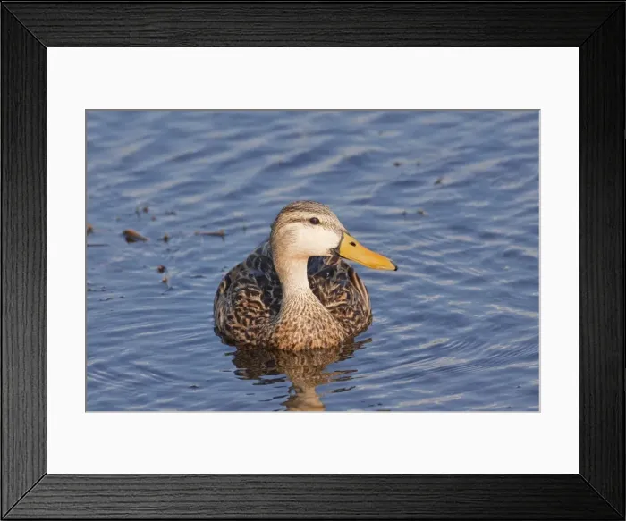 Framed Print : Mottled Duck - Jan - Florida - USA Framed Print : Mottled Duck - Jan - Florida - USA