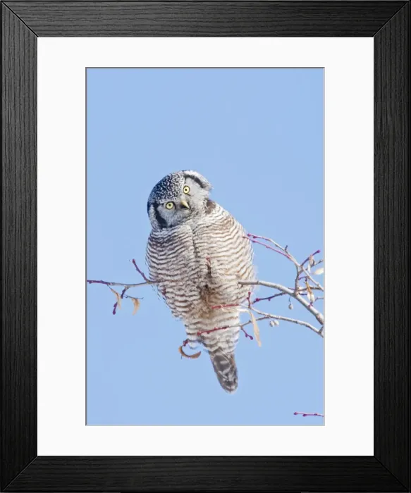 Framed Print : Northern Hawk Owl - New Hampshire - USA - January Framed Print : Northern Hawk Owl - New Hampshire - USA - January