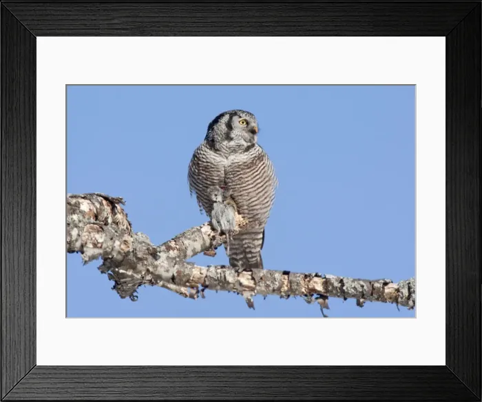 Framed Print : Northern Hawk Owl - on perch eating Meadow Vole - New Hampshire - USA - January Framed Print : Northern Hawk Owl - on perch eating Meadow Vole - New Hampshire - USA - January