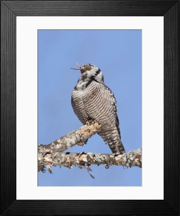Framed Print : Northern Hawk Owl - on perch eating Meadow Vole - New Hampshire - USA - January