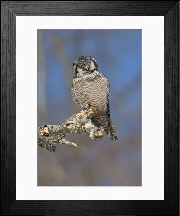 Framed Print : Northern Hawk Owl - on perch - New Hampshire - USA - January Framed Print : Northern Hawk Owl - on perch - New Hampshire - USA - January