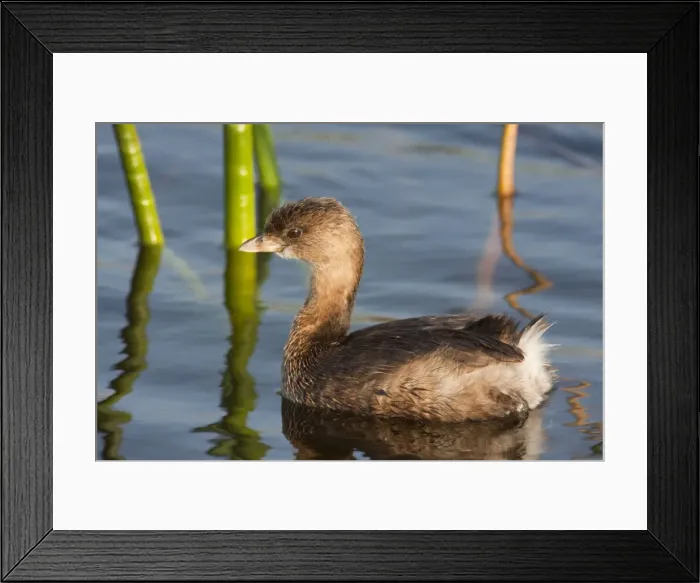 Framed Print : Pied-billed Grebe - in winter - Florida - USA - January Framed Print : Pied-billed Grebe - in winter - Florida - USA - January