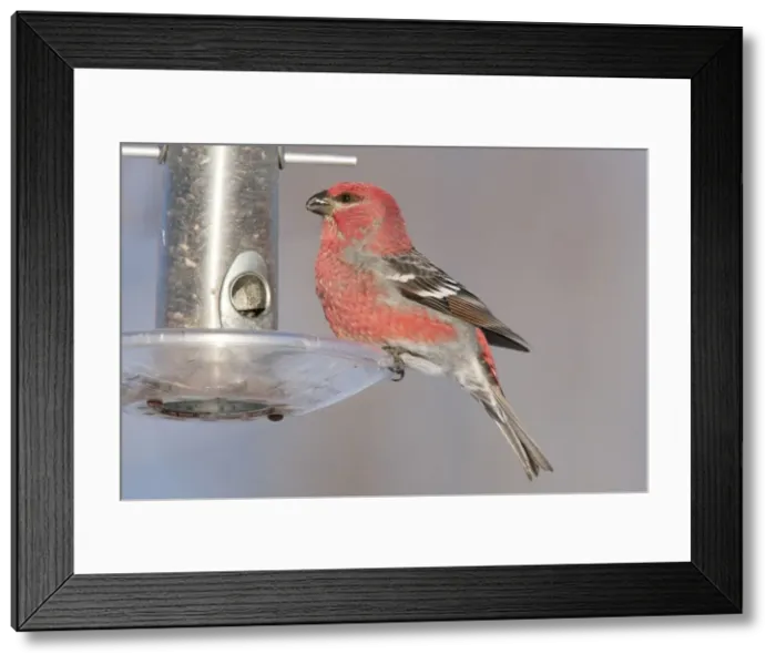 Framed Print : Pine Grosbeak - at bird feeder - Maine - USA - February Framed Print : Pine Grosbeak - at bird feeder - Maine - USA - February