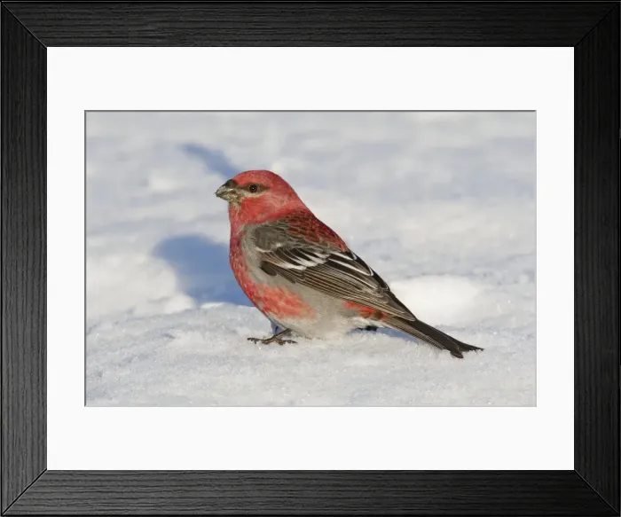 Framed Print : Pine Grosbeak - in snow - Maine - USA - February Framed Print : Pine Grosbeak - in snow - Maine - USA - February