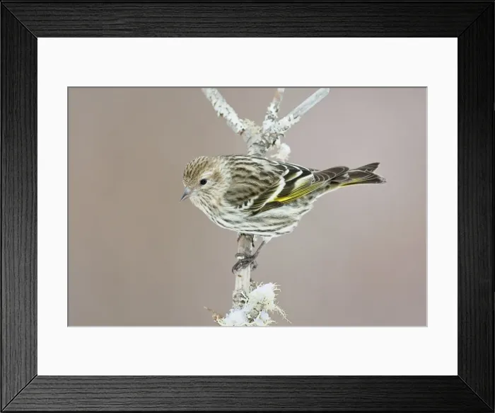 Framed Print : Pine Siskin - CT - USA - February Framed Print : Pine Siskin - CT - USA - February