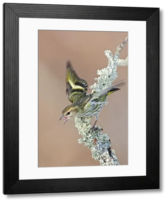 Framed Print : Pine Siskin - Green color morph - CT - USA - February Framed Print : Pine Siskin - Green color morph - CT - USA - February