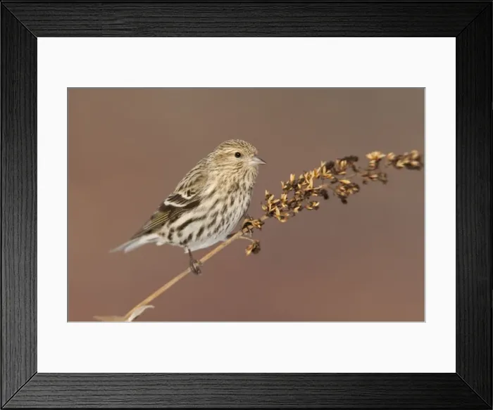Framed Print : Pine Siskin - CT - USA - February Framed Print : Pine Siskin - CT - USA - February
