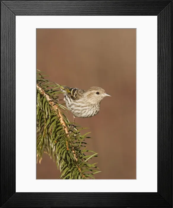 Framed Print : Pine Siskin - CT - USA - February Framed Print : Pine Siskin - CT - USA - February