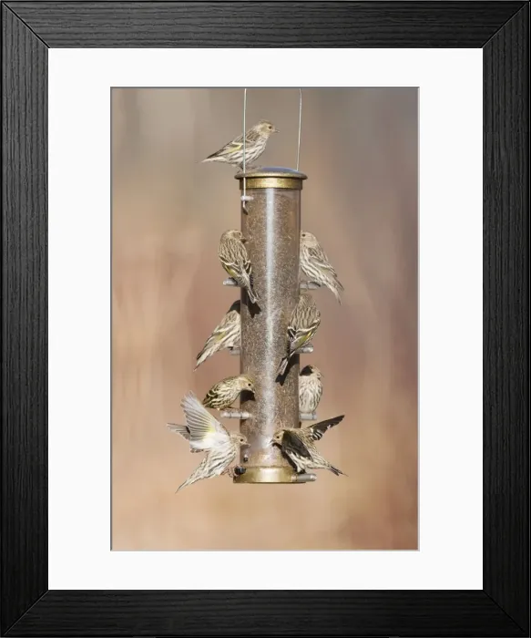 Framed Print : Pine Siskin - at bird feeder in winter - CT - USA - February Framed Print : Pine Siskin - at bird feeder in winter - CT - USA - February