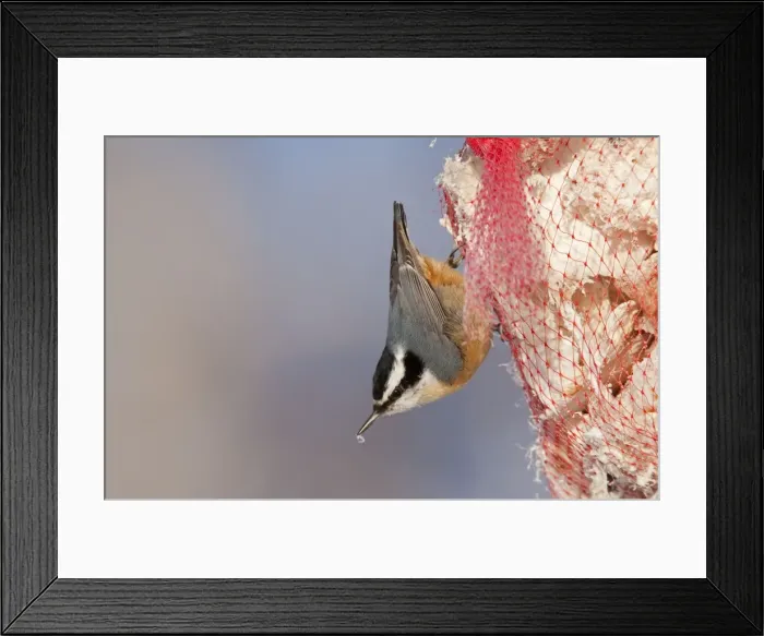 Framed Print : Red-breasted Nuthatch - eating suet - Maine - USA - February Framed Print : Red-breasted Nuthatch - eating suet - Maine - USA - February