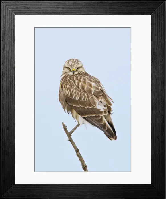 Framed Print : Rough-legged Hawk - light morph immature bird - Connecticut - USA Framed Print : Rough-legged Hawk - light morph immature bird - Connecticut - USA