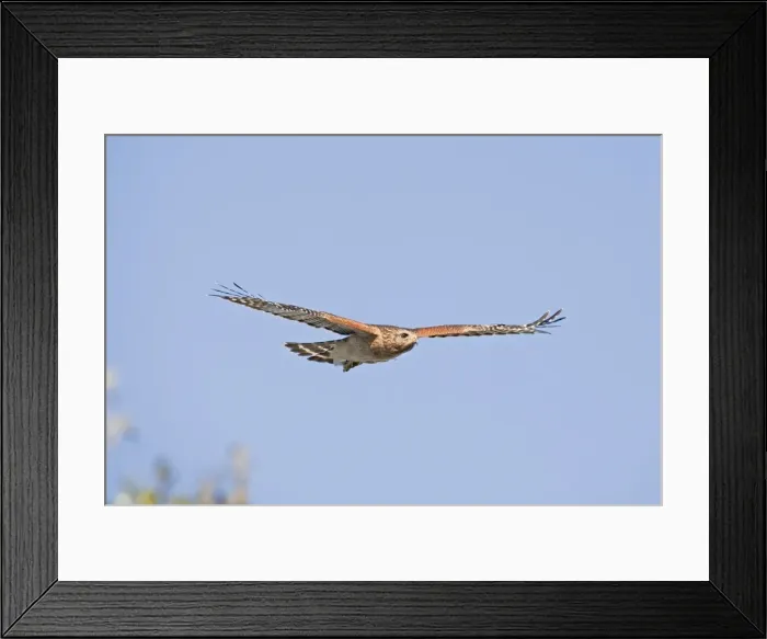 Framed Print : Red-shouldered Hawk - Adult bird with typical paler plumage of southern Red-shoulders - in flight - South Central Florida - USA - January Framed Print : Red-shouldered Hawk - Adult bird with typical paler plumage of southern Red-shoulders - in flight - South Central Florida - USA - January