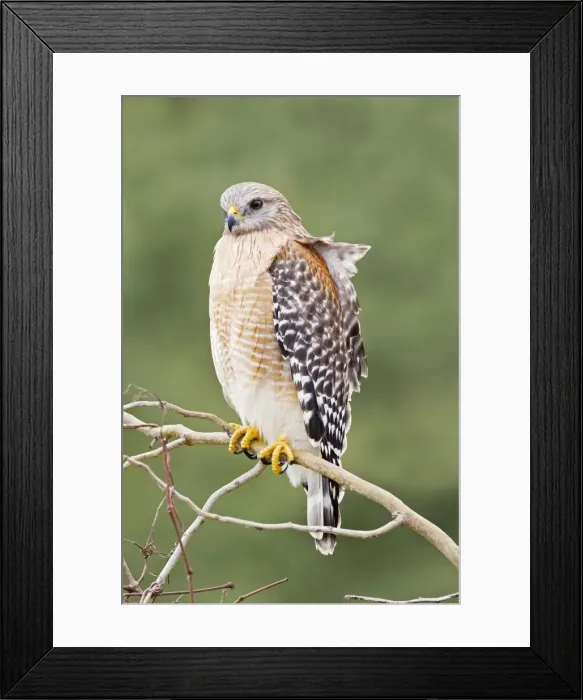 Framed Print : Red-shouldered Hawk - Adult bird with typical paler plumage of southern Red-shoulders - South Central Florida - USA - January Framed Print : Red-shouldered Hawk - Adult bird with typical paler plumage of southern Red-shoulders - South Central Florida - USA - January