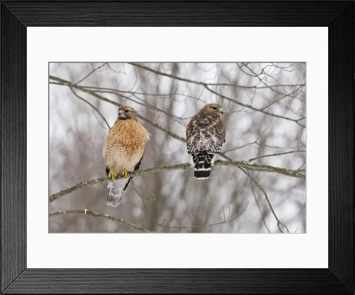 Framed Print : Red-shouldered Hawk - adult pair in tree - CT - USA - January Framed Print : Red-shouldered Hawk - adult pair in tree - CT - USA - January