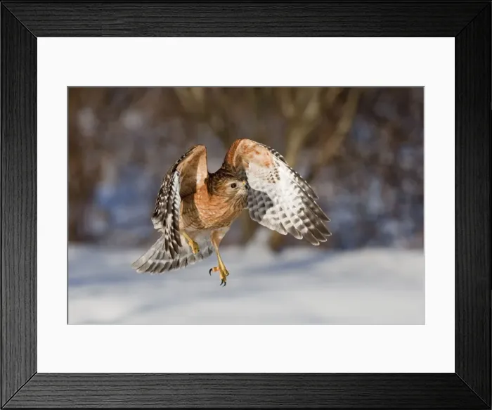 Framed Print : Red-shouldered Hawk - adult in flight - CT - USA - January Framed Print : Red-shouldered Hawk - adult in flight - CT - USA - January