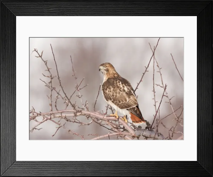 Framed Print : Red-tailed Hawk - CT - USA - January Framed Print : Red-tailed Hawk - CT - USA - January