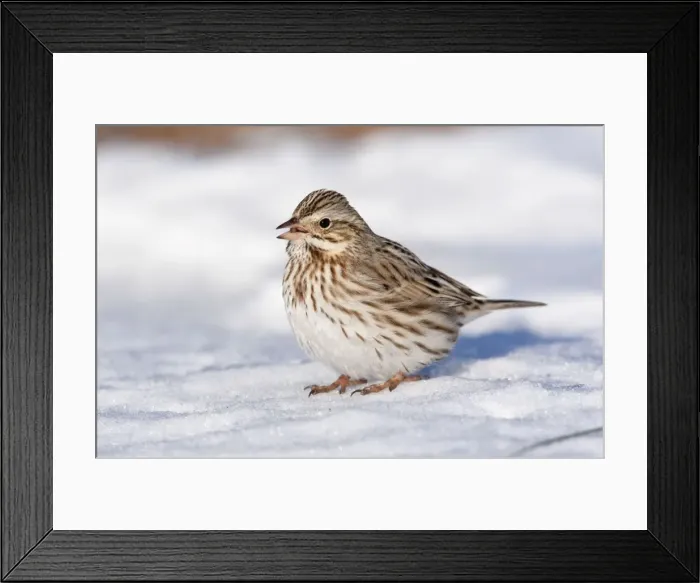 Framed Print : Savannah Sparrow - in snow - Ipswich variety of Savannah formerly known as Passerculus princeps. January - MA - USA Framed Print : Savannah Sparrow - in snow - Ipswich variety of Savannah formerly known as Passerculus princeps. January - MA - USA