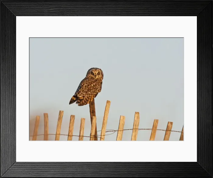 Framed Print : Short-eared Owl - on fence post - in early morning light. RI - USA - February Framed Print : Short-eared Owl - on fence post - in early morning light. RI - USA - February