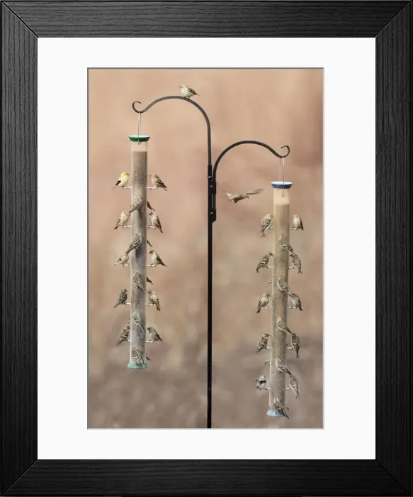 Framed Print : Pine Siskin with American Goldfinch - at bird feeder in winter - CT - USA - February