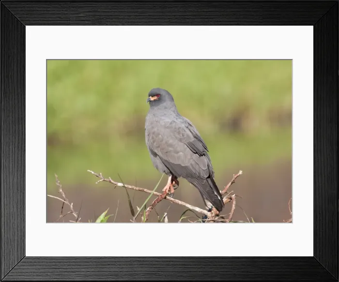 Framed Print : Snail Kite - male - South central Florida - USA - January Framed Print : Snail Kite - male - South central Florida - USA - January