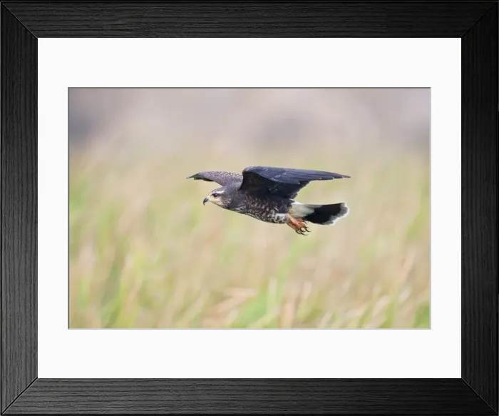 Framed Print : Snail Kite - in flight - South central Florida - USA - January Framed Print : Snail Kite - in flight - South central Florida - USA - January