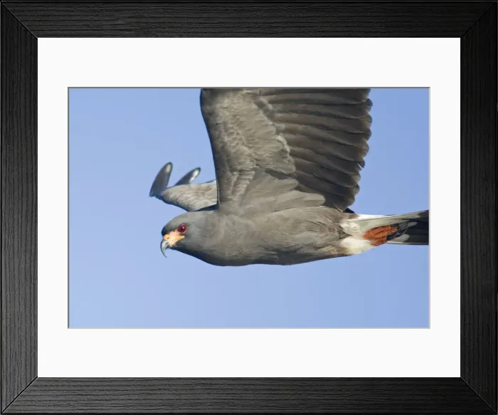 Framed Print : Snail Kite - male in flight - South central Florida - USA - January Framed Print : Snail Kite - male in flight - South central Florida - USA - January