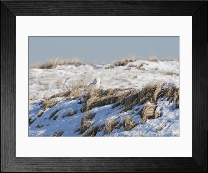 Framed Print : Snowy Owl - in snow on Salsbury Beach - MA - USA - January Framed Print : Snowy Owl - in snow on Salsbury Beach - MA - USA - January