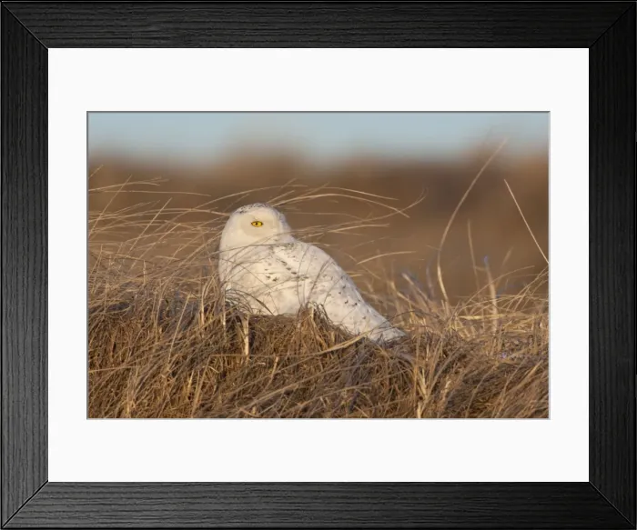 Framed Print : Snowy Owl - Salsbury Beach MA - USA - February