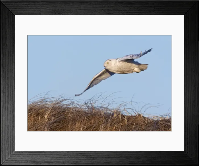 Framed Print : Snowy Owl - in flight - Salsbury Beach MA - USA - February Framed Print : Snowy Owl - in flight - Salsbury Beach MA - USA - February
