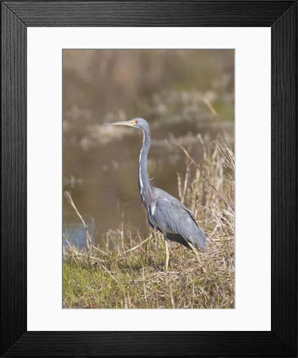 Framed Print : Tricolored Heron - Sanibel Island - Florida - USA - January Framed Print : Tricolored Heron - Sanibel Island - Florida - USA - January