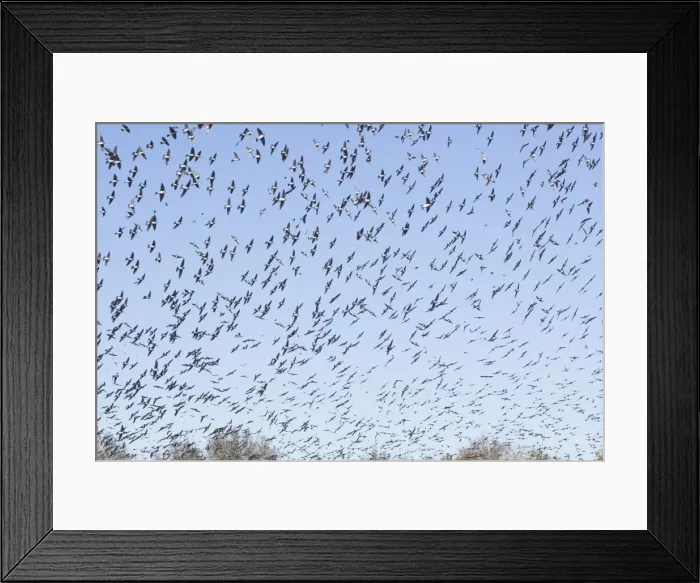 Framed Print : American Tree Sparrow - flock in flight in winter - Florida - USA - January Framed Print : American Tree Sparrow - flock in flight in winter - Florida - USA - January
