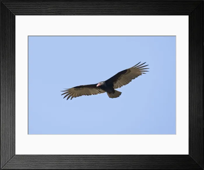 Framed Print : Turkey Vulture - in flight - South central Florida - USA - January Framed Print : Turkey Vulture - in flight - South central Florida - USA - January